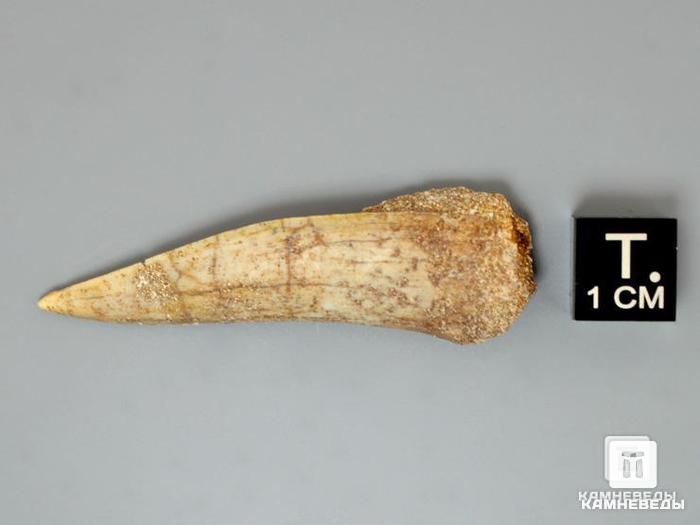 Зуб ископаемой «саблезубой селедки» Enchodus sp., 4,5-5,5 см, 8-45/2, фото 2