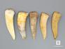 Зуб ископаемой «саблезубой селедки» Enchodus sp., 4,5-5,5 см, 8-45/2, фото 1