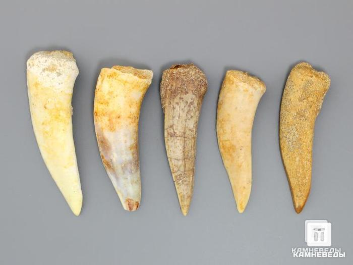 Зуб ископаемой «саблезубой селедки» Enchodus sp., 4,5-5,5 см, 8-45/2, фото 1
