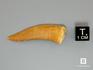 Зуб ископаемой «саблезубой селедки» Enchodus sp., 3,5-4,5 см, 8-45/3, фото 2
