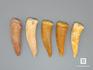 Зуб ископаемой «саблезубой селедки» Enchodus sp., 3,5-4,5 см, 8-45/3, фото 1