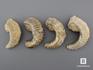 Двустворчатый моллюск Rastellum sp. (устрица), 8,5х4 см, 8-74/1, фото 2