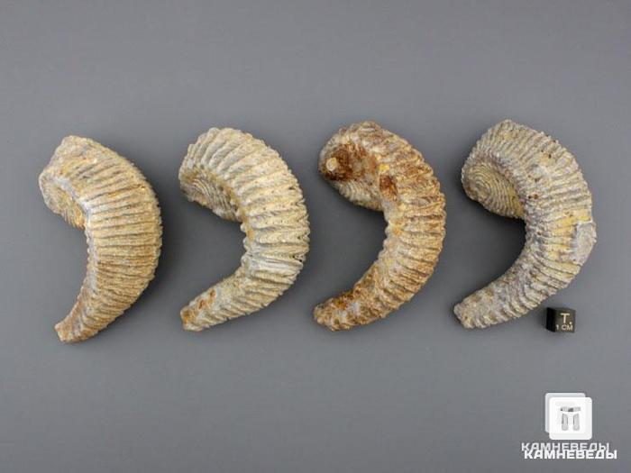 Двустворчатый моллюск Rastellum sp. (устрица), 8,5х4 см, 8-74/1, фото 3