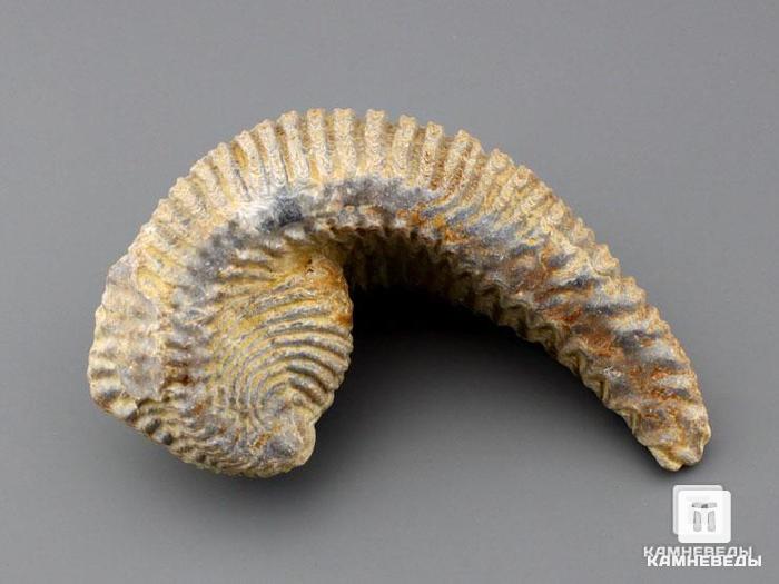 Двустворчатый моллюск Rastellum sp. (устрица), 8,5х4 см, 8-74/1, фото 1