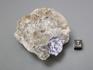 Молибденит, кристалл в кварце 7х5,8х5 см, 10-124/5, фото 4