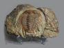 Трилобит Selenopeltis sp. на породе, размер 25х17х3,5 см, 8-67/4, фото 1