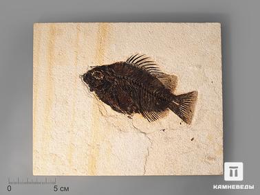Рыбы. Рыба Priscacara sp., 22,5х18х1 см