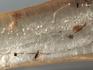 Мадагаскарский копал с инклюзами, 13,5-17,5 см, 1351, фото 11