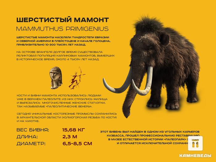 Бивень шерстистого мамонта Mammuthus primigenius, 3314, фото 3
