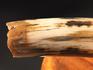 Бивень шерстистого мамонта Mammuthus primigenius, 3314, фото 14