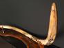 Бивень шерстистого мамонта Mammuthus primigenius, 3314, фото 5