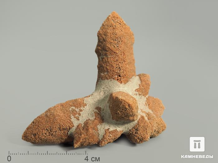 Глендонит (беломорская рогулька), 7,5-9 см, 4371, фото 1