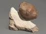 Трилобит Illaenus sp., 8,6х8х4 см, 5600, фото 2