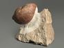 Трилобит Illaenus sp., 8,6х8х4 см, 5600, фото 3