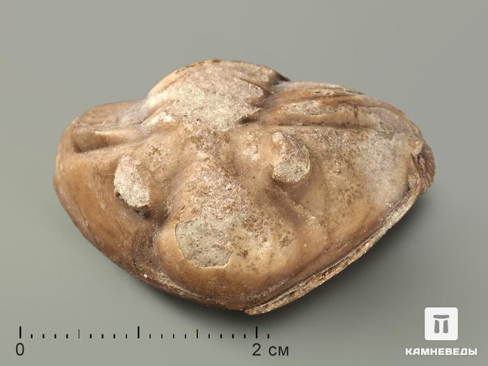 Трилобит Asaphus laevissimus, 3х2х1,5 см, 8-20/30, фото 1