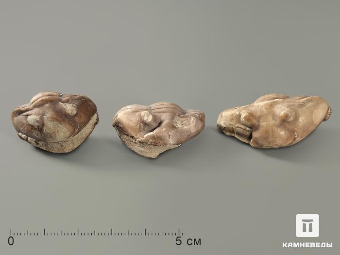 Трилобит Asaphus laevissimus, 3х2х1,5 см, 8-20/30, фото 2