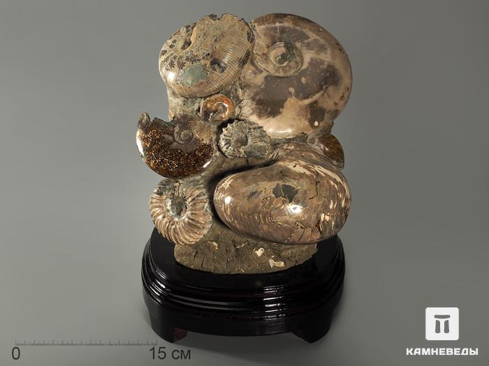 Аммониты на деревянной подставке, 31,5х25х24 см, 7819, фото 1