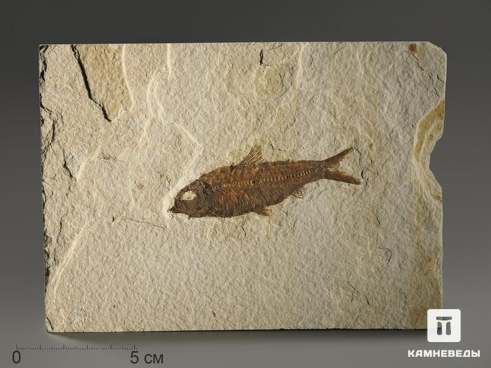 Рыба Knightia sp., 17,5х12,8х0,9 см, 9931, фото 1