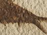 Рыба Knightia sp., 12,3х9,6х0,9 см, 9926, фото 3