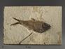 Рыба Diplomystus sp., 11,7х7,7х1,5 см, 9924, фото 1