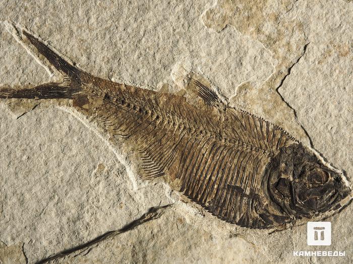 Рыба Diplomystus sp., 11,7х7,7х1,5 см, 9924, фото 2
