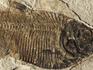 Рыба Diplomystus sp., 11,7х7,7х1,5 см, 9924, фото 3