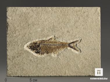 Рыбы. Рыба Diplomystus sp., 13,7х10,1х1,1 см