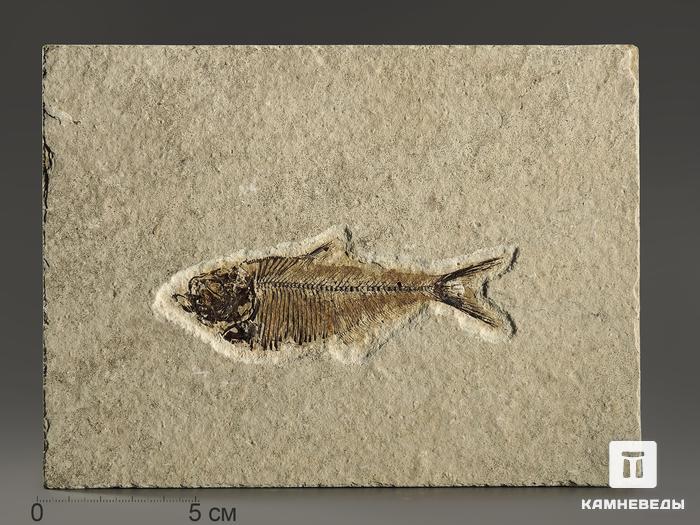 Рыба Diplomystus sp., 13,7х10,1х1,1 см, 8-41/3, фото 1