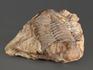 Трилобит Asaphus sp. на породе, 9,7х9,2х2,8 см, 8-20/37, фото 2