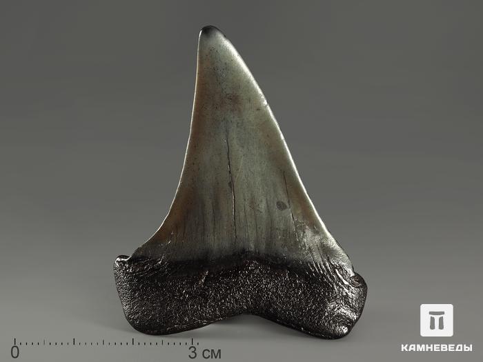 Зуб акулы Carcharocles megalodon, 5,6х4,4х0,9 см, 8-22/19, фото 2