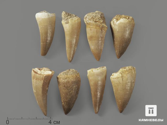 Зуб мозазавра окаменелый (Mosasaurus anceps), 3-4 см, 8-6/4, фото 2
