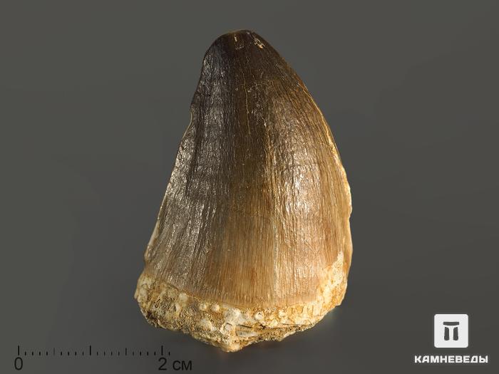 Зуб мозазавра окаменелый (Mosasaurus anceps), 4-5 см, 8-6/3, фото 3