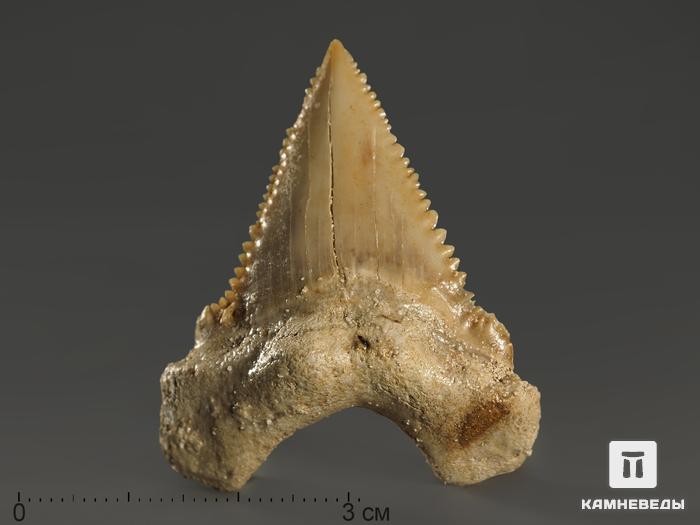 Зуб акулы Palaeocarcharodon orientalis, 3,8х3,4 см, 8-22/8, фото 1