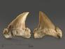 Зуб акулы Palaeocarcharodon orientalis, 3,8х3,4 см, 8-22/8, фото 2