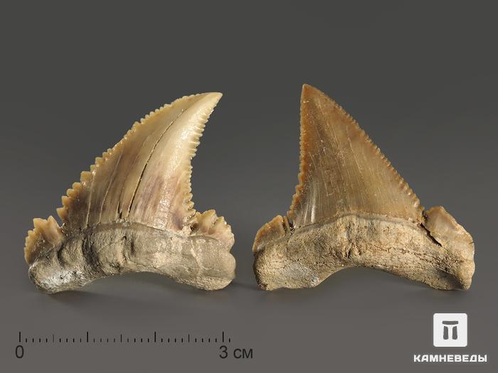 Зуб акулы Palaeocarcharodon orientalis, 3,8х3,4 см, 8-22/8, фото 2