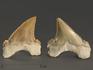 Зуб акулы Palaeocarcharodon orientalis, 3,8х3,4 см, 8-22/8, фото 3