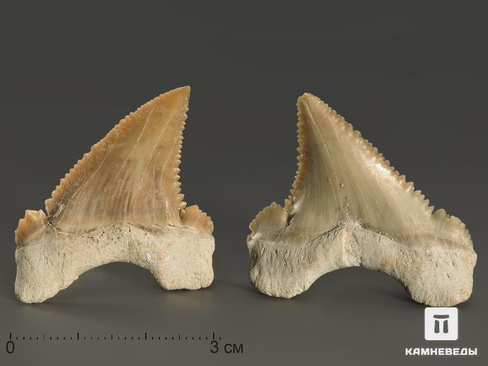 Зуб акулы Palaeocarcharodon orientalis, 3,8х3,4 см, 8-22/8, фото 3