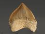 Зуб акулы Squalicorax pristodontus, 1,5-3 см, 8-18/1, фото 1