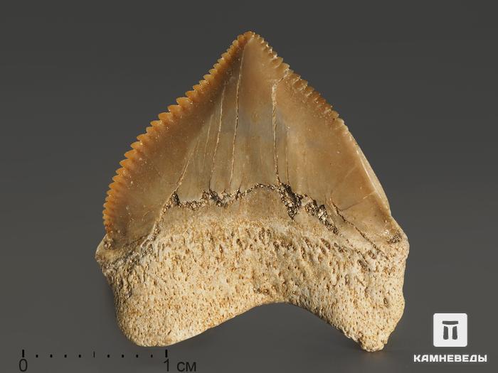 Зуб акулы Squalicorax pristodontus, 1,5-3 см, 8-18/1, фото 1