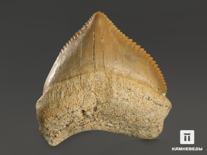 Зуб акулы Squalicorax pristodontus, 1,5-3 см, 8-18/1, фото 2