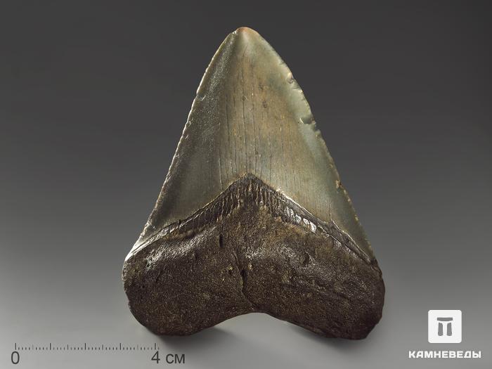Зуб акулы Carcharocles megalodon, 9х7,5х2 см, 8-22/17, фото 1