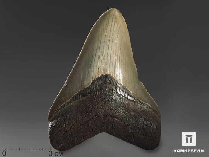 Зуб акулы Carcharocles megalodon, 10х7,4х1,6 см, 8-22/16, фото 1