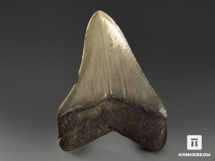 Зуб акулы Carcharocles megalodon, 10х7,4х1,6 см, 8-22/16, фото 2