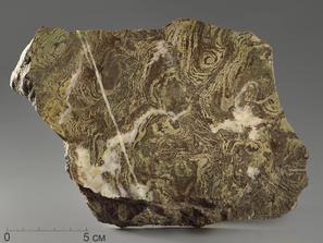 Строматолиты Inzeria tjomusi из Катав-Ивановска, полированный срез 19,9х14,2х4,1 см