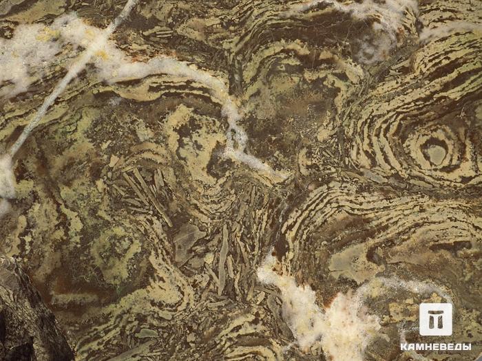 Строматолиты Inzeria tjomusi из Катав-Ивановска, полированный срез 19,9х14,2х4,1 см, 11614, фото 2
