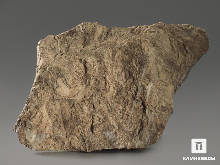 Строматолиты Inzeria tjomusi из Катав-Ивановска, полированный срез 19,9х14,2х4,1 см, 11614, фото 3