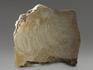Строматолиты Inzeria tjomusi из Катав-Ивановска, полированный срез 13,2х12,7х2,3 см, 11619, фото 3