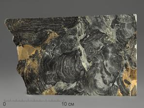 Строматолит. Строматолиты Collenia frequens из Бакала, 21,6х12,1х1,9 см