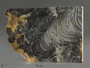 Строматолит. Строматолиты Collenia frequens из Бакала, 18,1х12,5х2,1 см