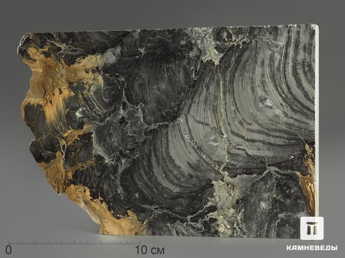 Строматолиты Collenia frequens из Бакала, 18,1х12,5х2,1 см, 12127, фото 1